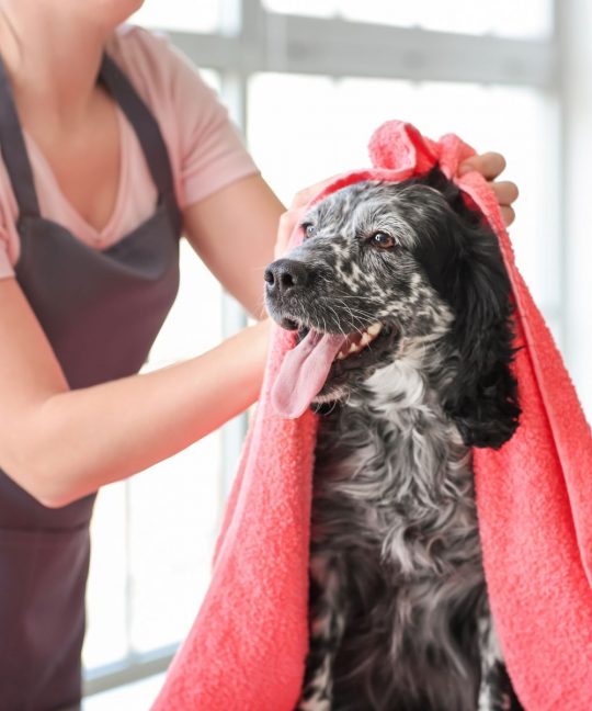 Pet Salon AI ChatBot